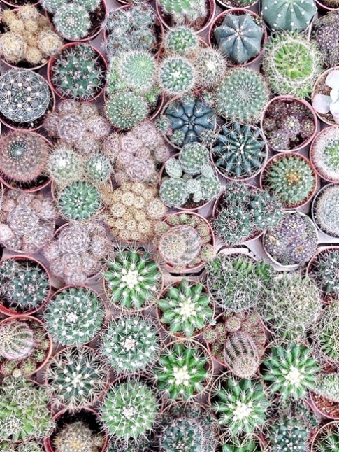 Wanted : une collection de cactus !