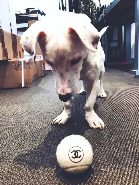 La balle de tennis Chanel : comble du chic ou pur snobisme ?