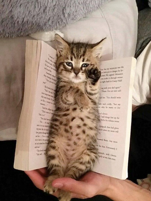 En matire de lecture, tout est dans le choix du marque-page...