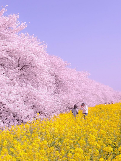 Rose lilas + jaune mimosa = le bon mix