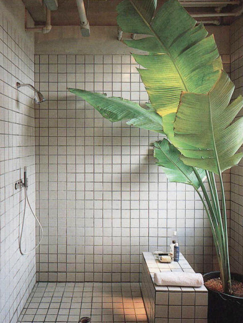 Wanted : une plante