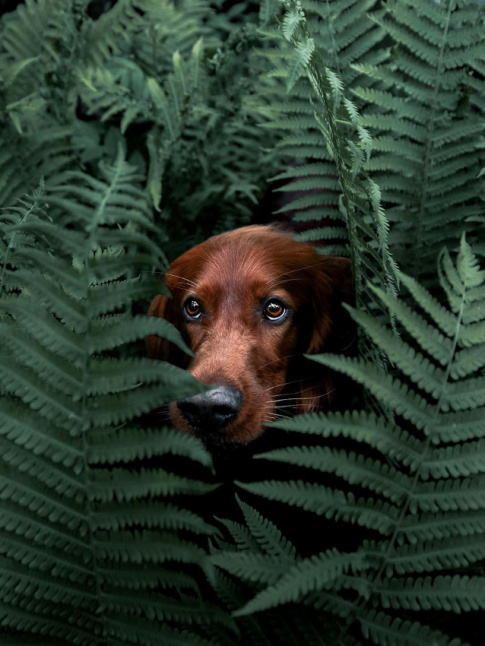 Le camouflage, tout un art !