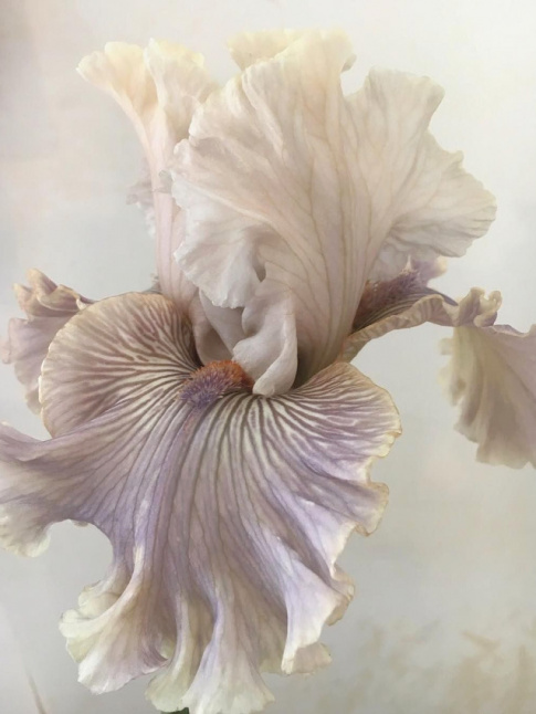 Certaines fleurs semblent avoir t penses pour inspirer les crateurs de mode...
