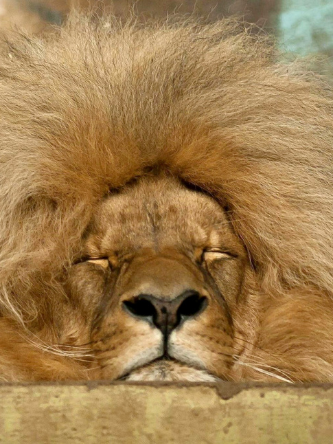 Renoncer au brushing pour quelques minutes de sommeil en plus... un petit pch hautement autoris !