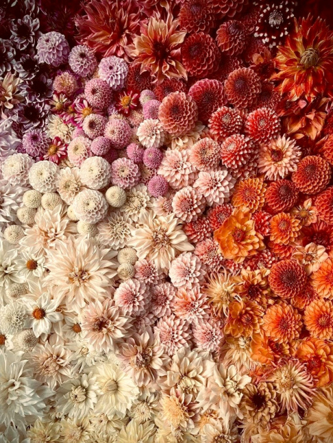 Le dahlia, une fleur dont on a oubli la beaut gnreuse...