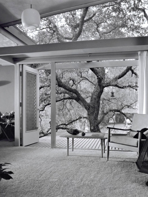 Immense baie vitre + arbre majestueux = le bon mix