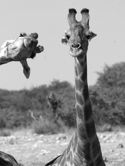 Le photobombing : un petit plaisir espigle dont on aurait tort de se passer !