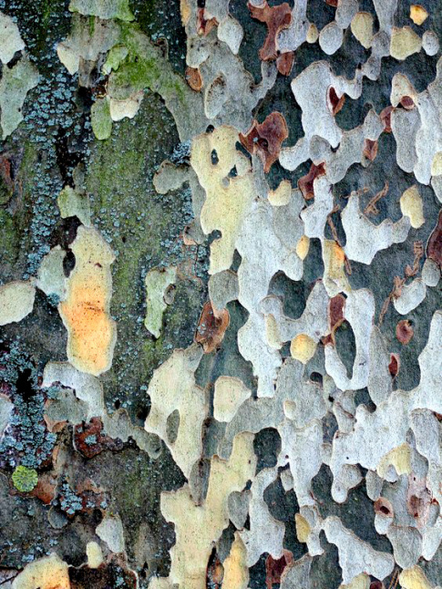 Les plus beaux imprims camouflages se trouvent dans la nature !