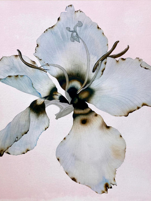 La posie mlancolique des fleurs de Stephen Doherty fait mouche...
