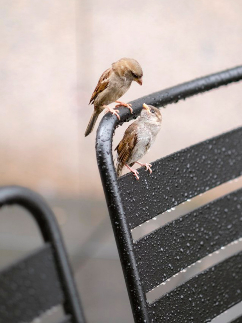 Affronter les alas de la vie  deux... tout un art !