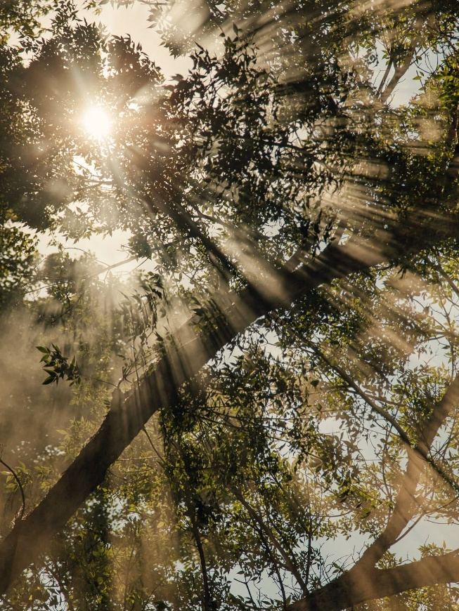 Arbre + lumière = le bon mix