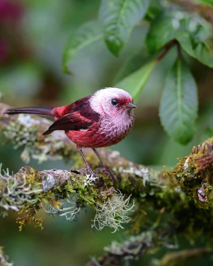 Voir la vie en rose... tout un art !